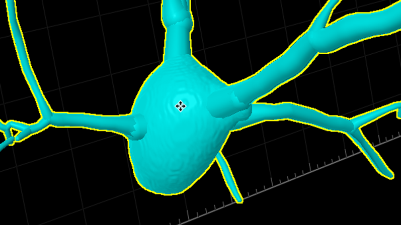 A neuron cell in the brain is traced and marked in a microscopy image in 3D view. The cell body is in the center and neurite branches sprout of it.