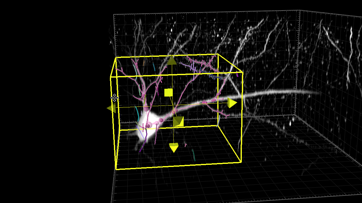 A screenshot of the 3D preview of image analysis results in ZEISS arivis Pro. A cube and set of yellow arrows dictate the area that is previewed. In it the neuron branches are traced from the cell body, and the track is marked.