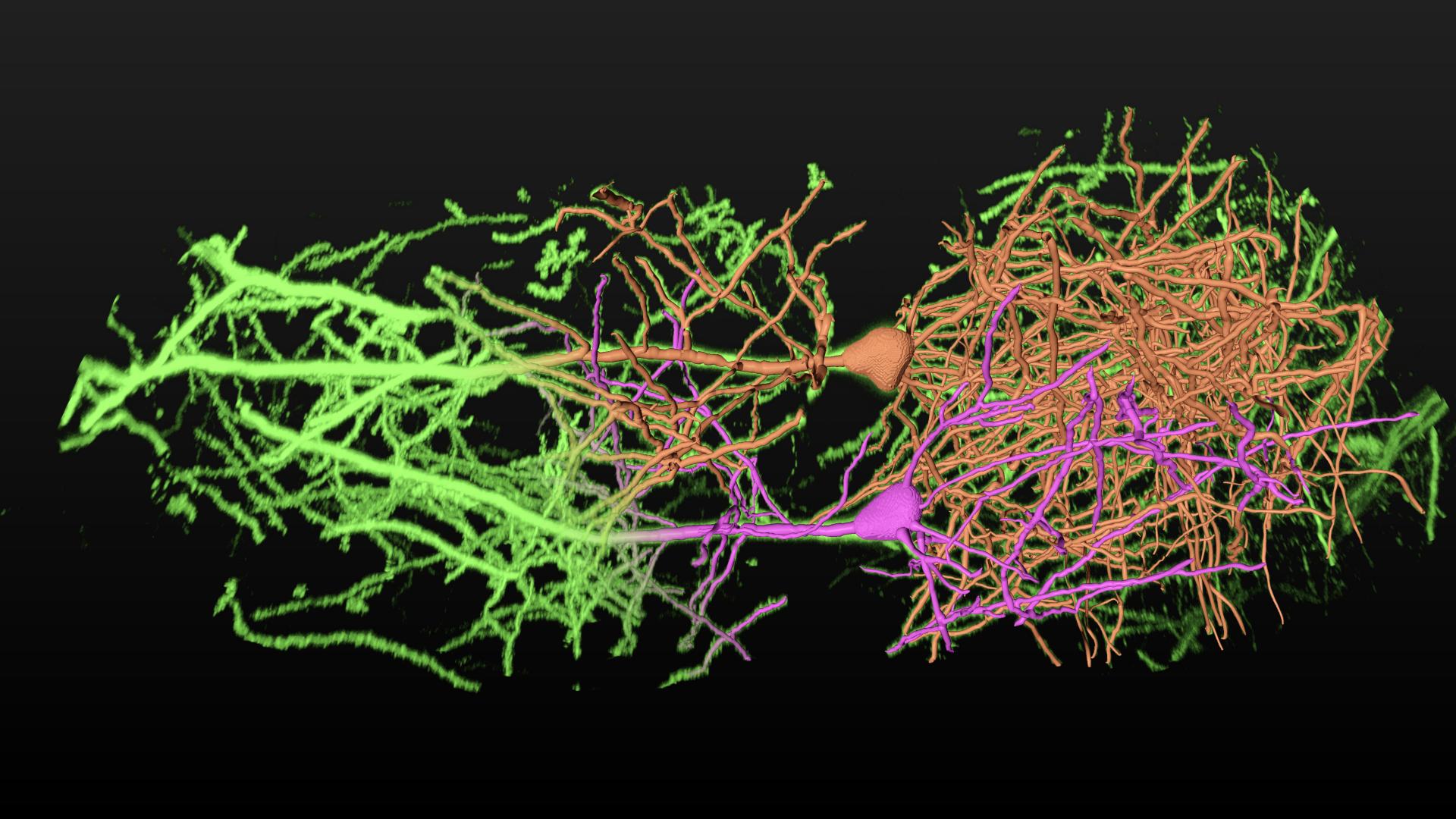 Two neuron cells traced and segmented, clearly marked in two different colors in a 3D view of a confocal fluorescence microscopy image.