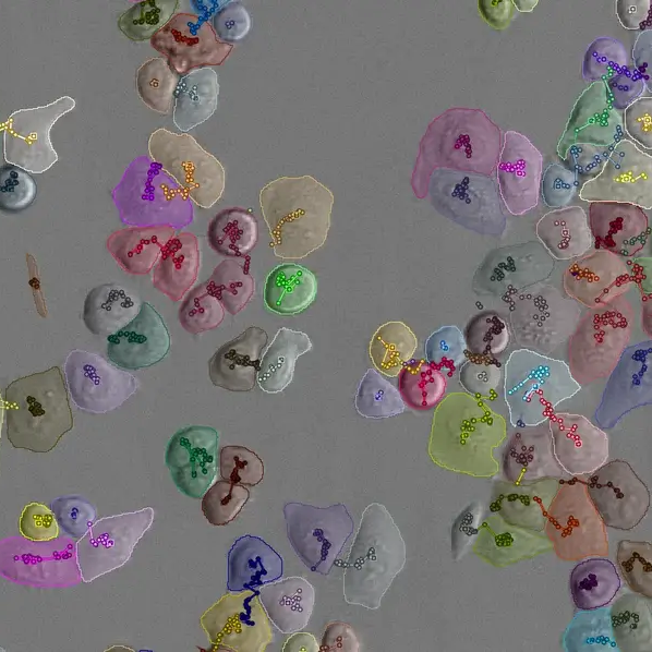 Individual cells are represented each in a different color and tracking lines show the movement of each cell over time.