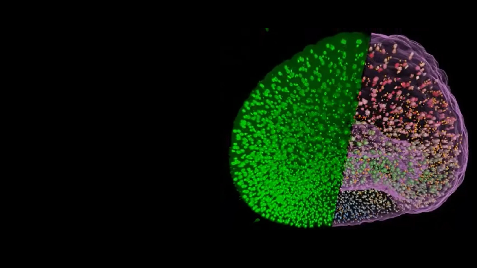 Nuclei and micronuclei segmented in an embryo, on the left you see the green, fluorescent raw image and on the right the 3D analysis of sub cellular structures.