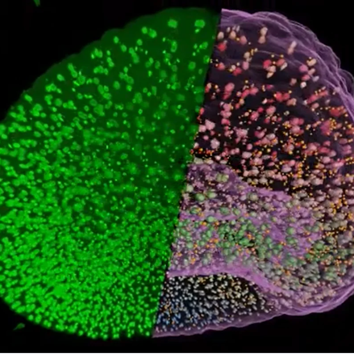 Nuclei and micronuclei segmented in an embryo, on the left you see the green, fluorescent raw image and on the right the 3D analysis of sub cellular structures.