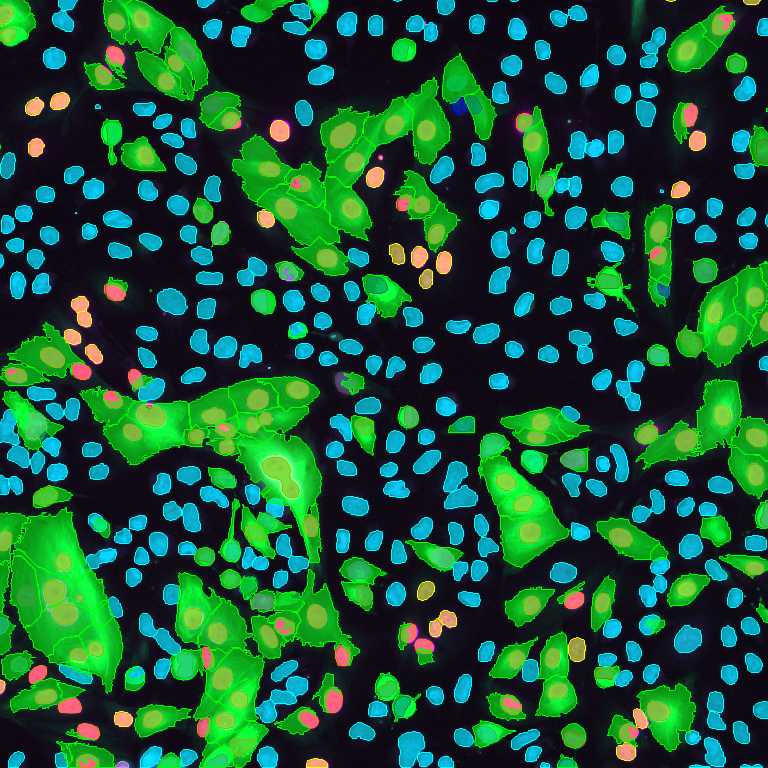 Nuclei are marked in cyan, orange and red. Cytoplasm is marked in green. Specific cell populations are identified based on nuclear and cytoplasmic marker combinations.