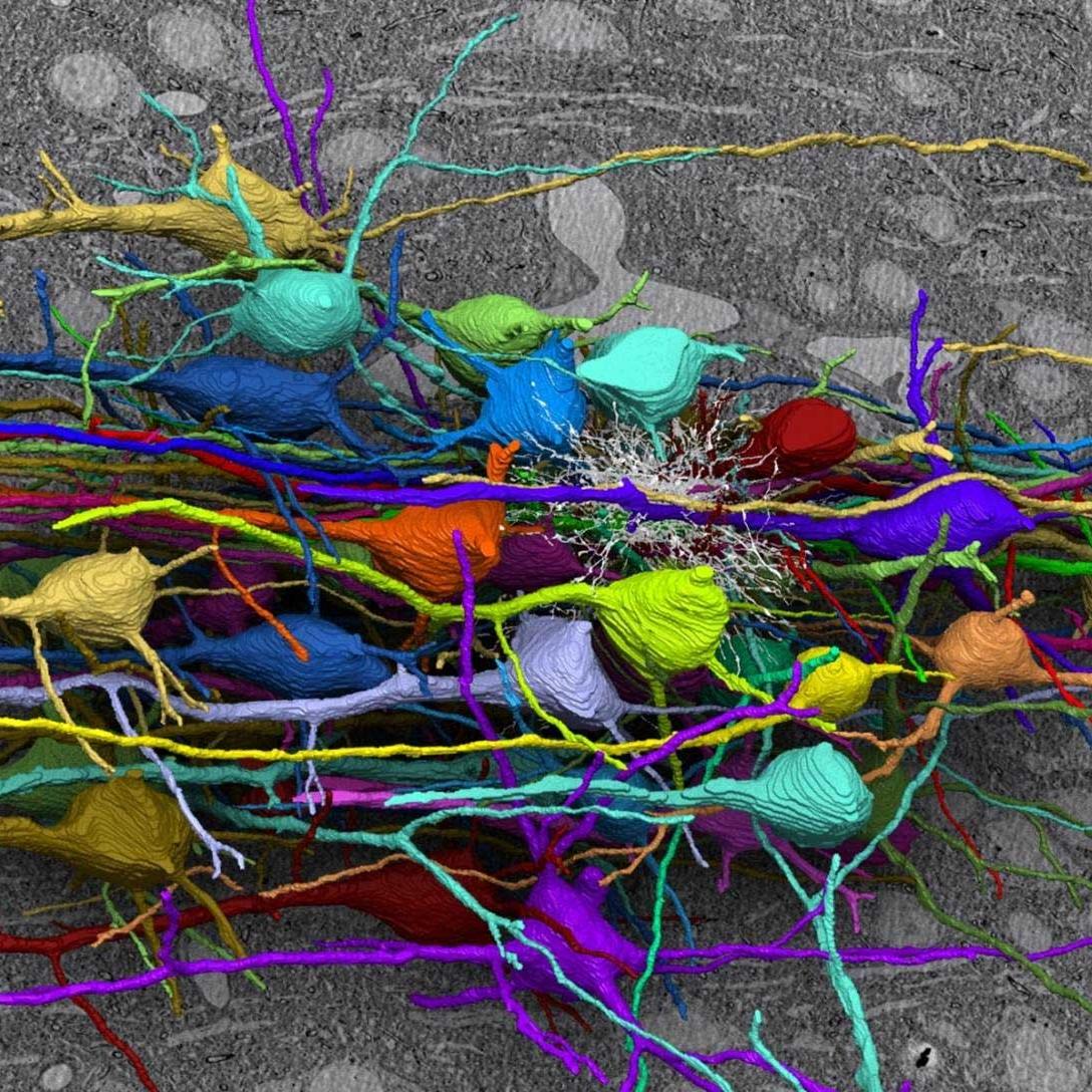 Konnektomik – die Verbindungen neuronaler Netzwerke entwirren