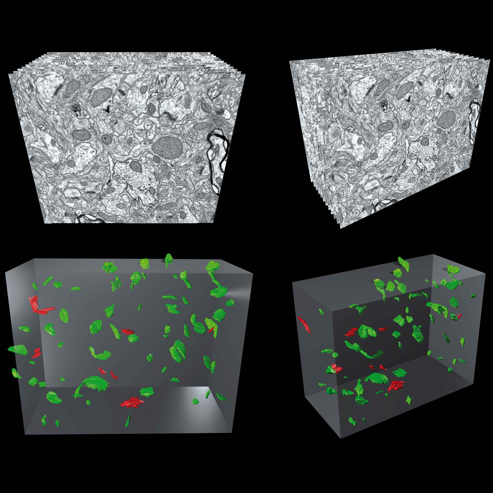 Synapsen im Mäusegehirn, aufgenommen mittels FIB-SEM-Tomografie