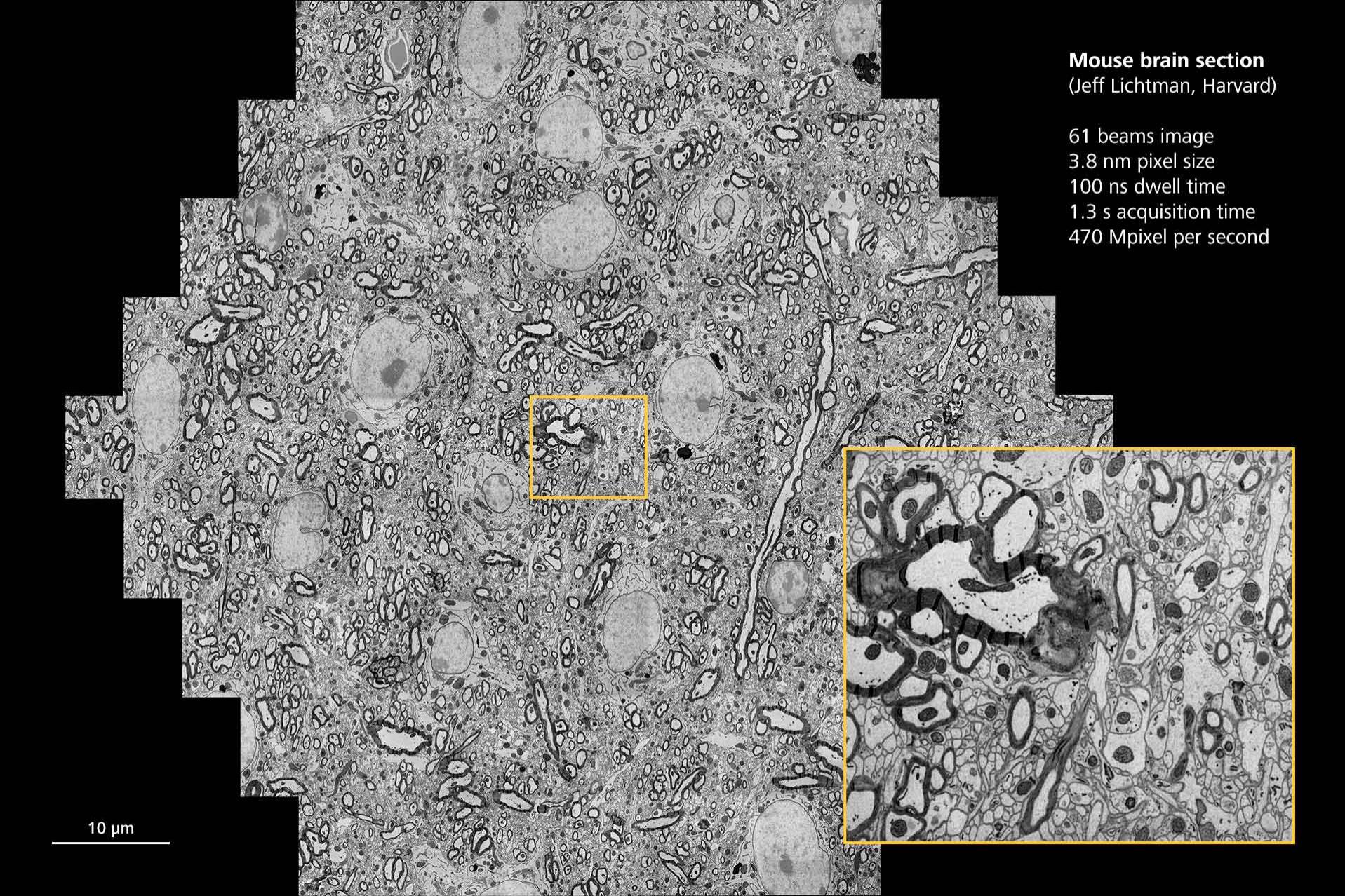 Large coupe de tissus cérébraux de souris. Avec l'aimable autorisation de J. Lichtman, Université d'Harvard, États-Unis