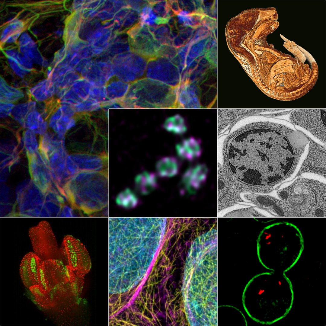 Solutions d'imagerie pour centres d'imagerie en sciences de la vie