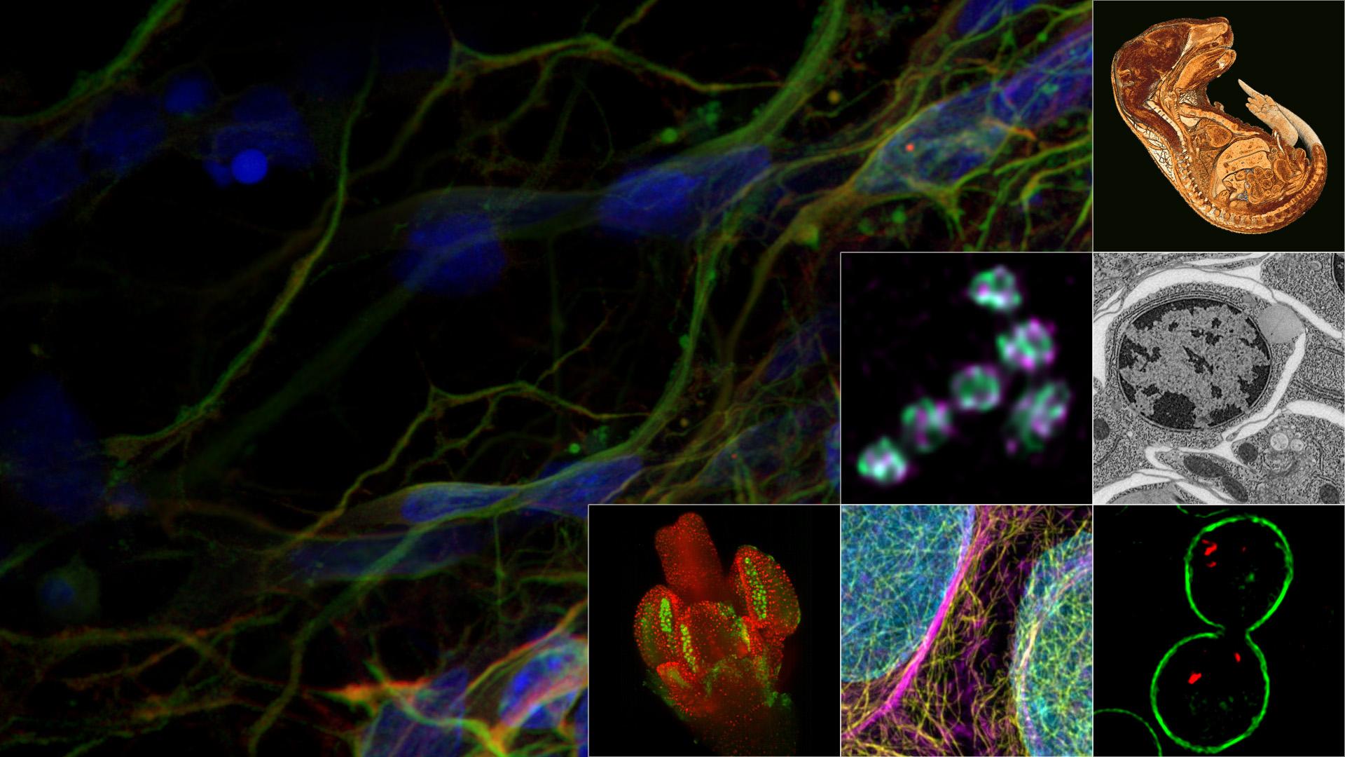 Imaging Solutions for Your Life Science Core Facility