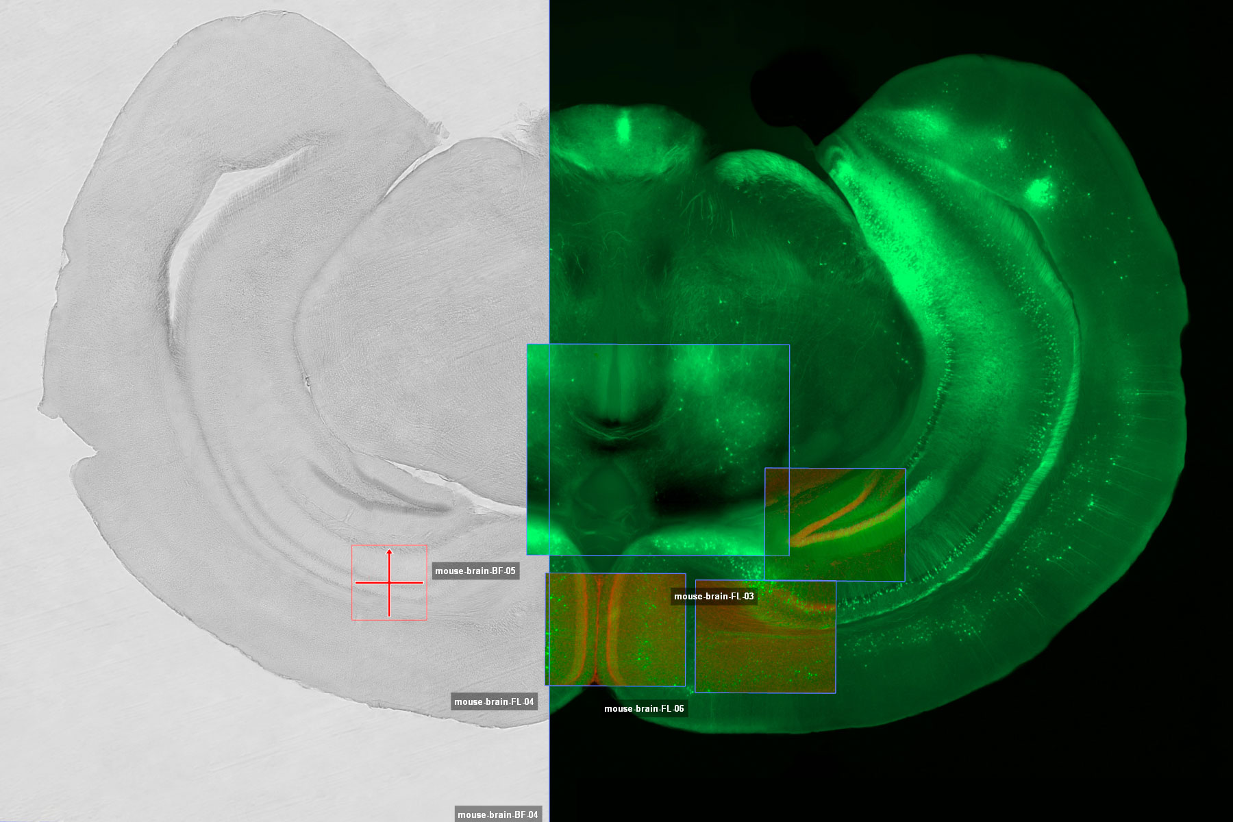 ワイドフィールド顕微鏡によるペトリ皿のオーバービュースキャン
