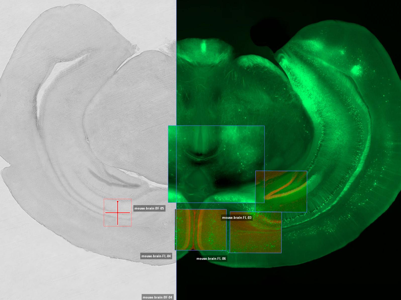 Escaneo de vista general de placa de Petri con un microscopio widefield