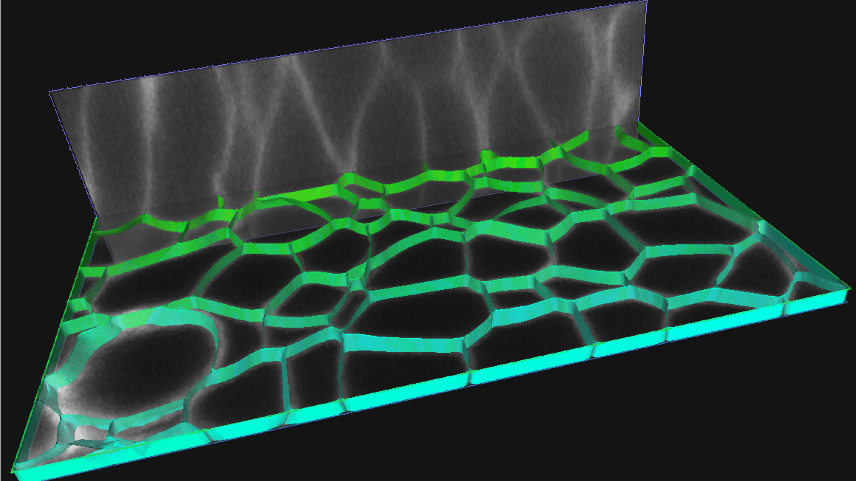 Cells membranes segmented highlighted in green.