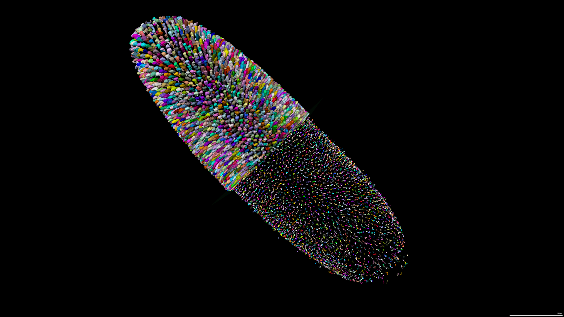 Outer cell layer of fly embryo is analyzed in 3D. individual cells are segmented and highlighted in different colors. Cell volume is visualized on the top left half while cell motion tracks are seen at the bottom right half.