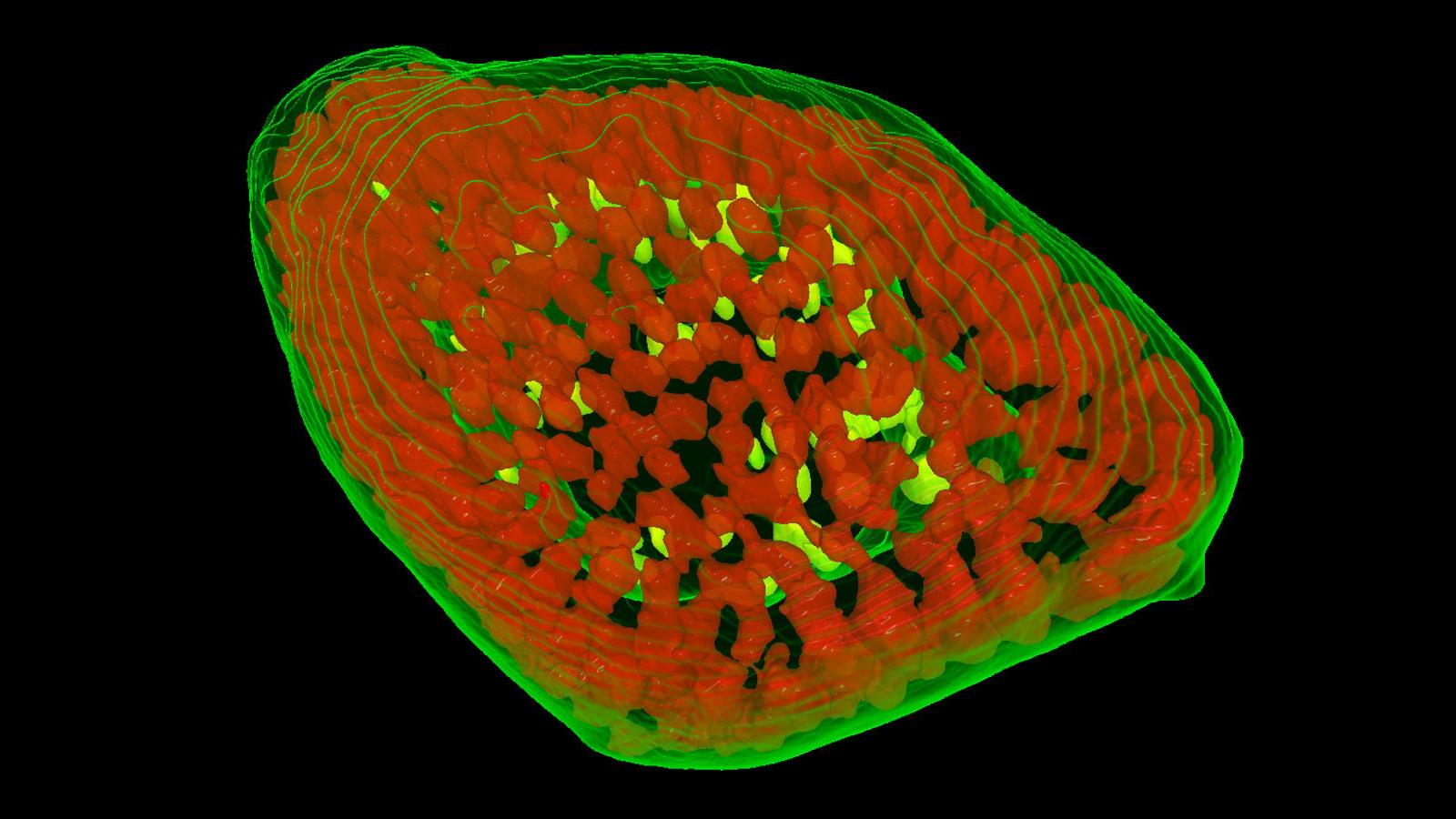Light microscopy image of an organoid is analyzed in 3D to reveal individual cells and subcellular structures. The organoid is displayed in green. Nuclei in the pouter cell layer are segmented in red, and nuclei in the lumen display in yellow. 