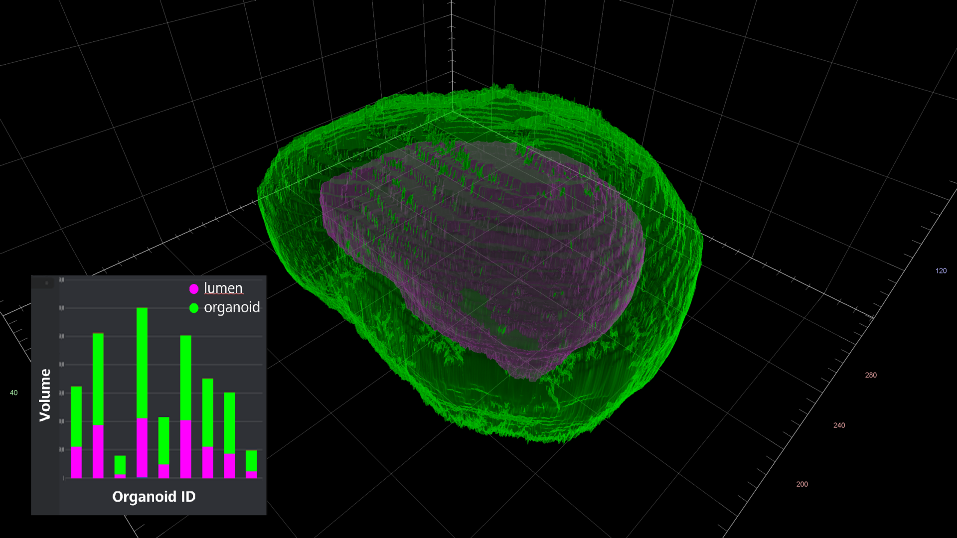 A 3D visualization of organoid analysis results, the outer layer of the organoid id displayed in green and inside it the lumen is displayed in magenta. On the bottom left corner, a graph is displayed, in which volume of whole organoids and lumen is plotted for 9 (nine) different organoids.
