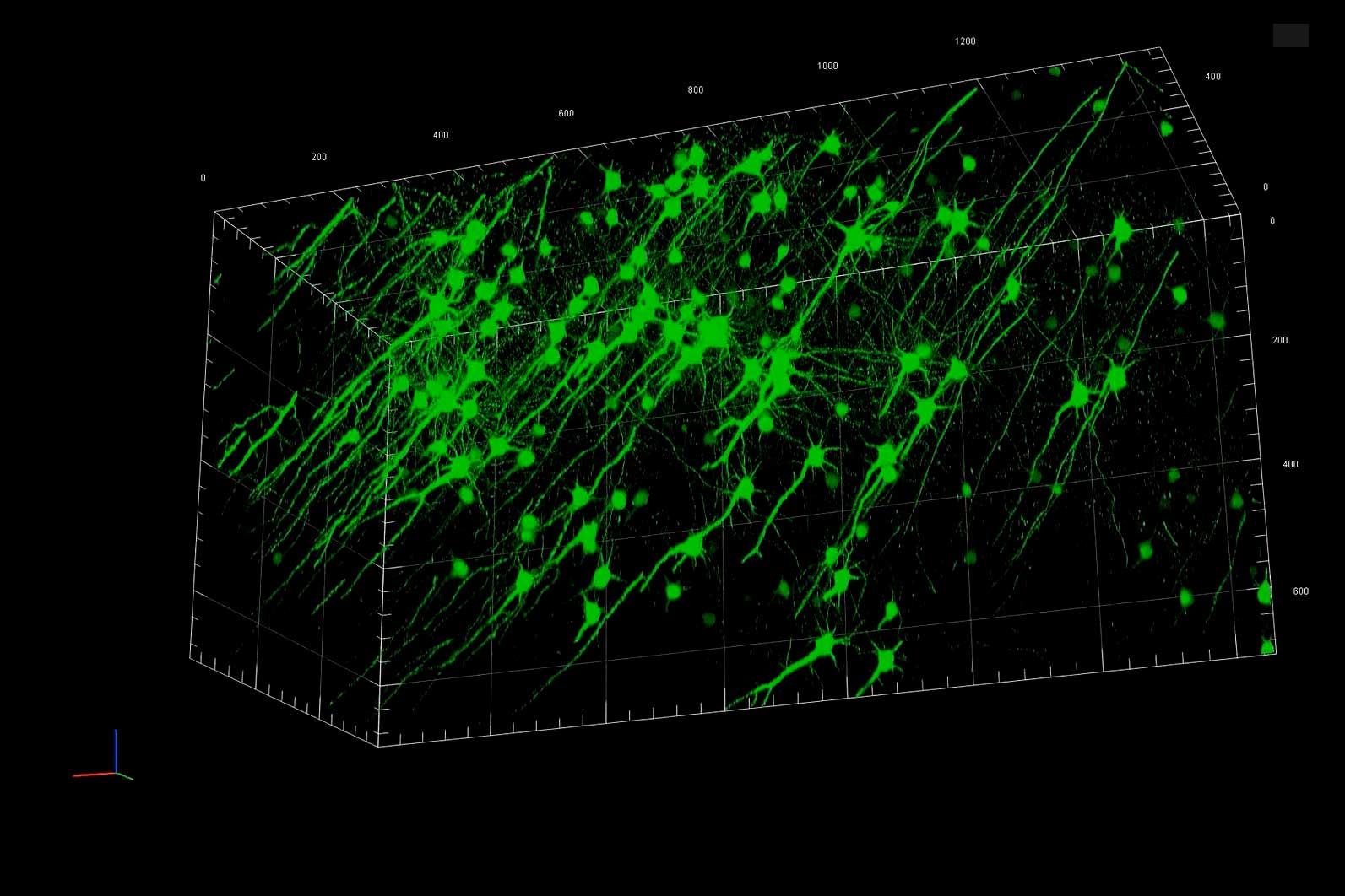 Cerveau de souris transparisé à l'aide du protocole CLARITY