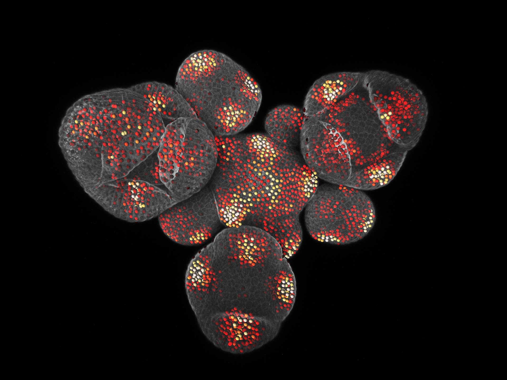 Live Arabidopsis expressing a reporter for a gene responsive to the cytokinin hormone. Imaged with Airyscan. Image courtesy of Howard Hughes Medical Institute, California Institute of Technology, USA