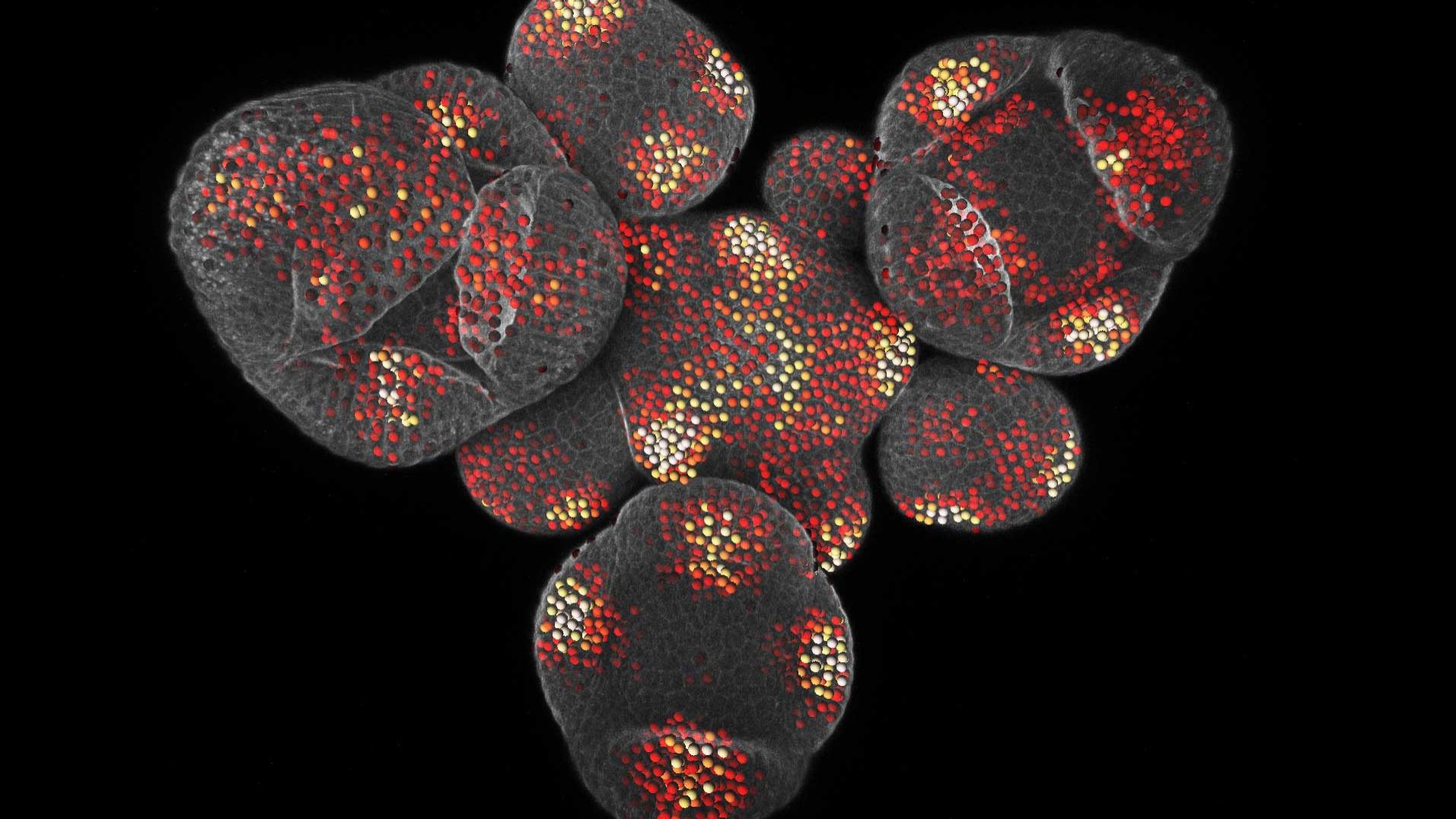 Lebende Arabidopsis exprimiert Reporter für ein Gen, das auf das Hormon Cytokinin reagiert. Abgebildet mit Airyscan. Bild mit freundlicher Genehmigung des Howard Hughes Medical Institute, California Institute of Technologie, USA.