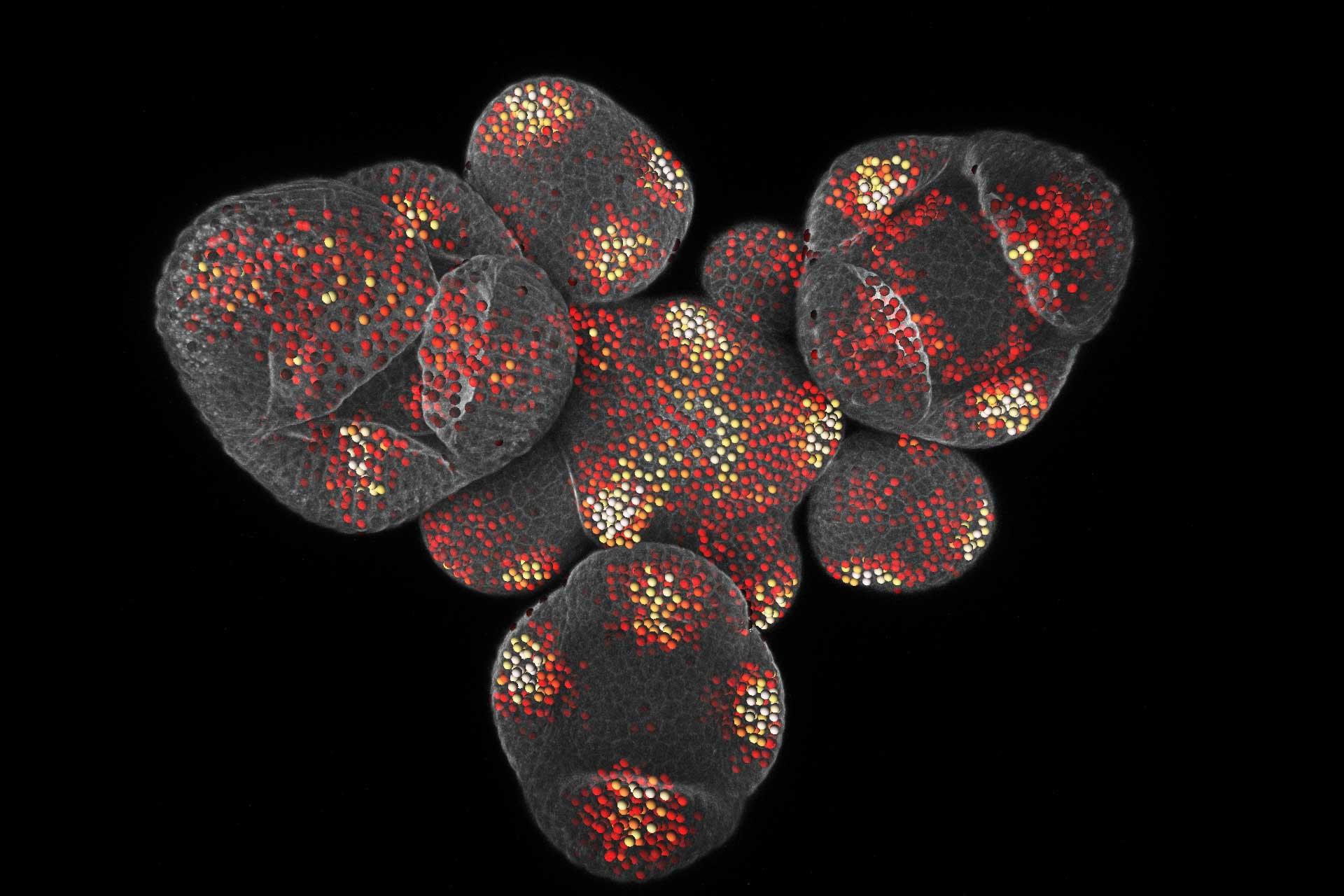 Live-Imaging einer Arabidopsis 