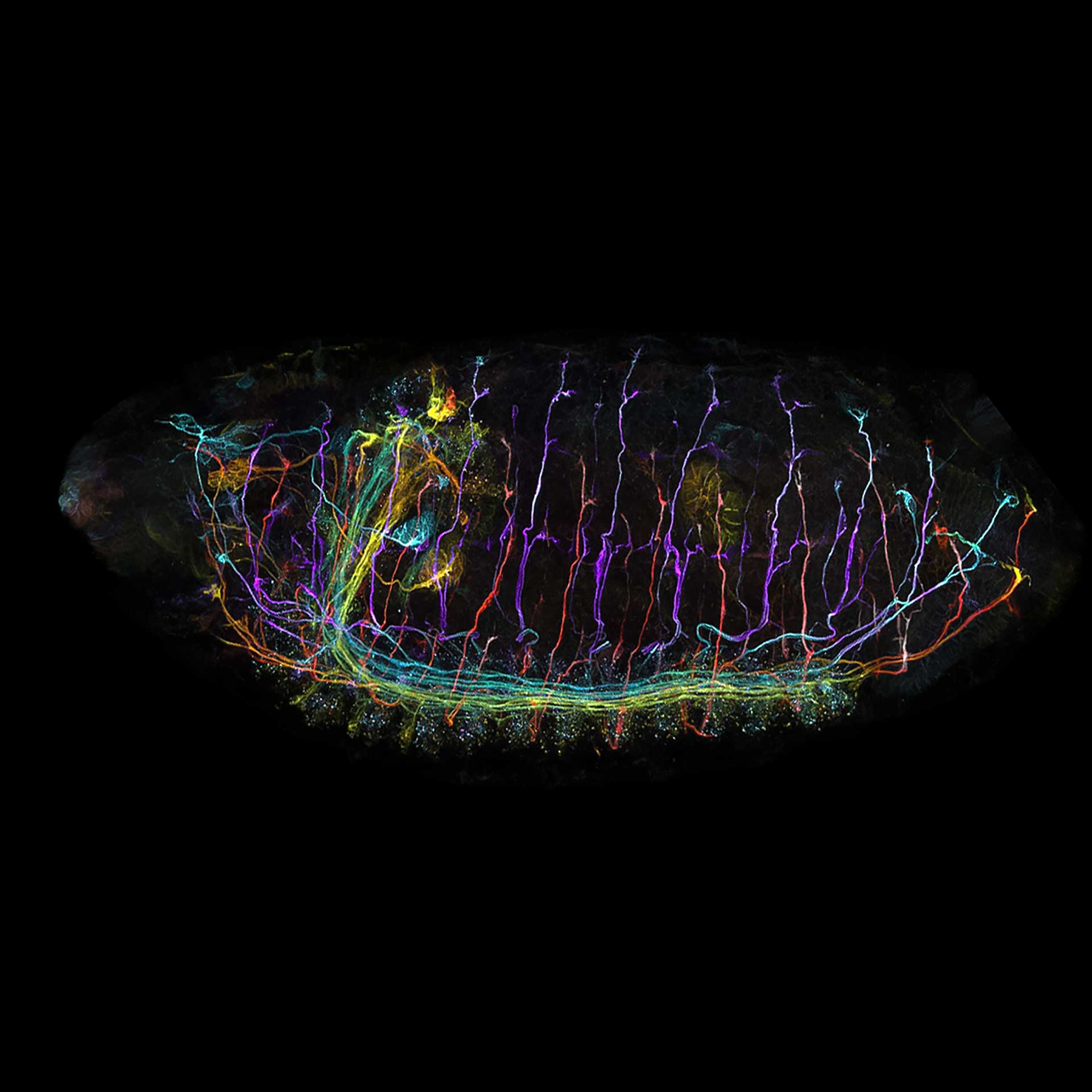 果蝇胚胎，使用Airyscan Multiplex模式成像。样品由德国波恩大学生命和医学科学研究所（LIMES）的J. Sellin提供