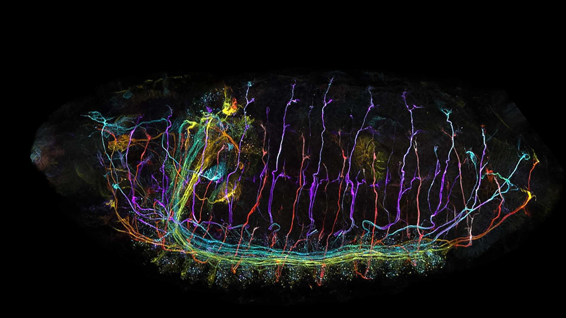 Drosophila-Embryo, aufgenommen im Airyscan Multiplex Mode. Probe mit freundlicher Genehmigung von J. Sellin, LIMES, Deutschland.