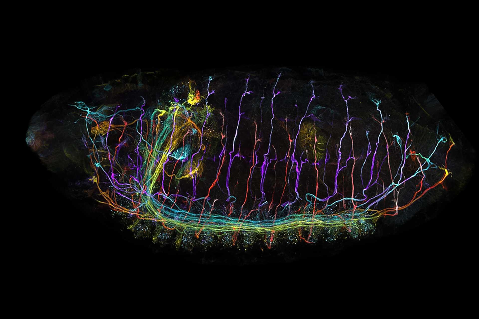 Embrión de Drosophila