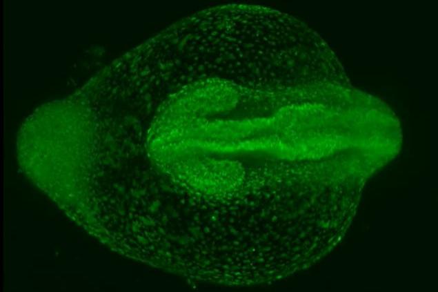ライトシート蛍光顕微鏡（LSFM）によるゼブラフィッシュ胚のイメージング