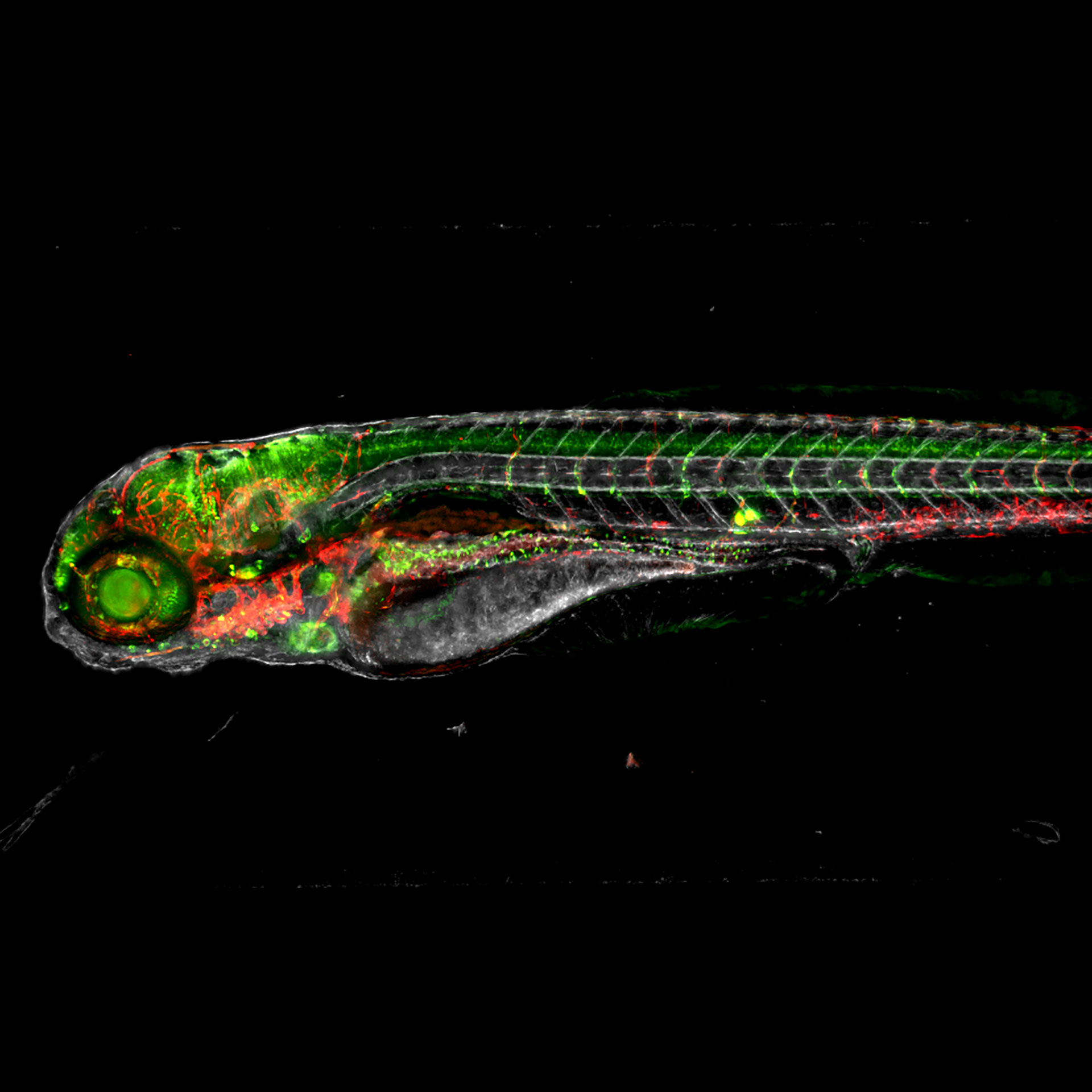 Live-Imaging eines Zebrafischembryos in 4 Ansichten – Ansicht 4: Dr. Lingfei Luo, School of Life Science, Southwest University, China