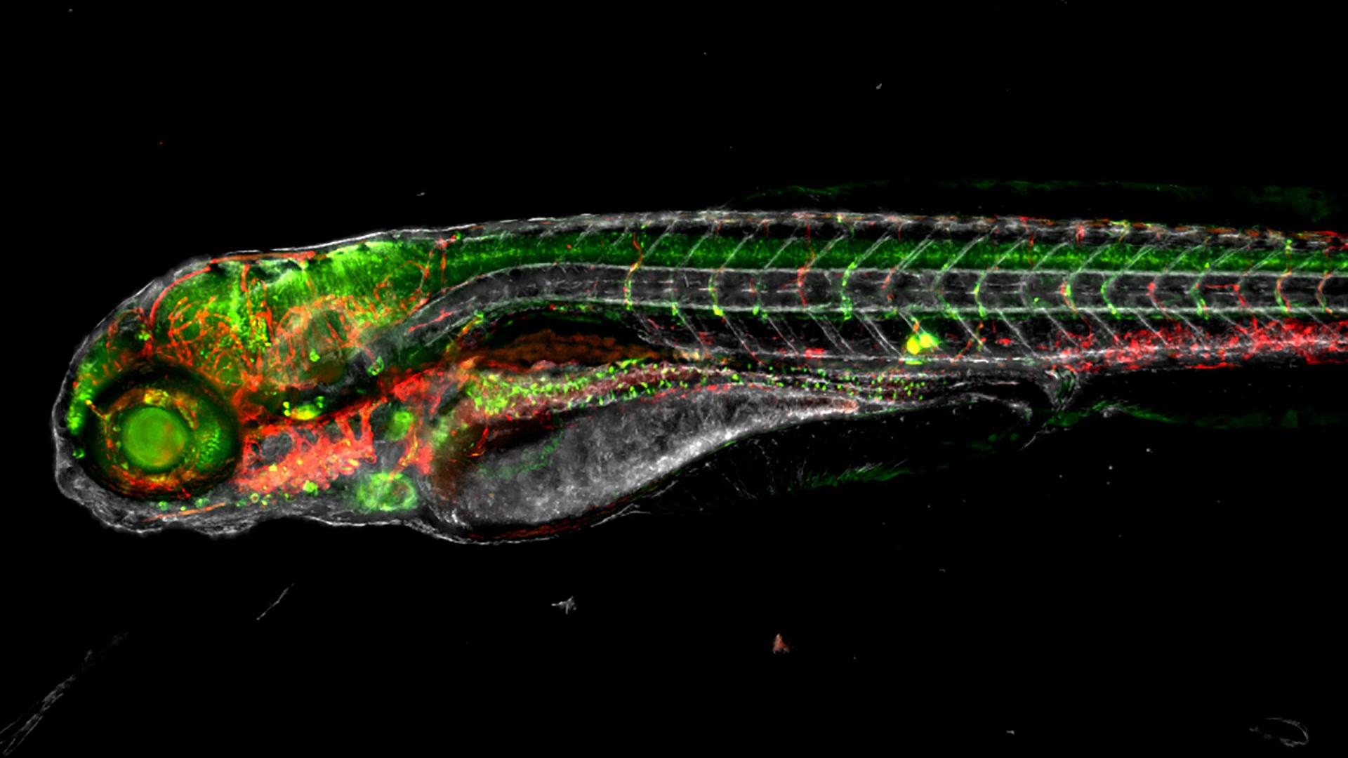 Imaging Large Model Organisms