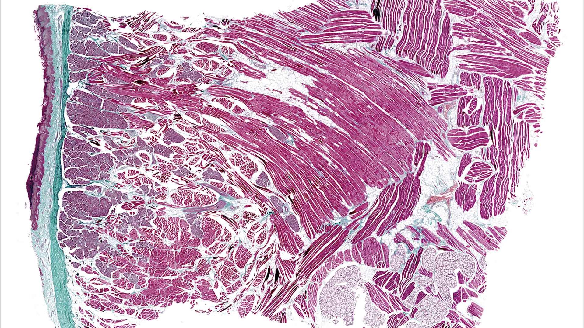 Mini pig tongue tissue section stained with masson trichrome. Sample courtesy: Alexander Lomow, Evotec, Germany