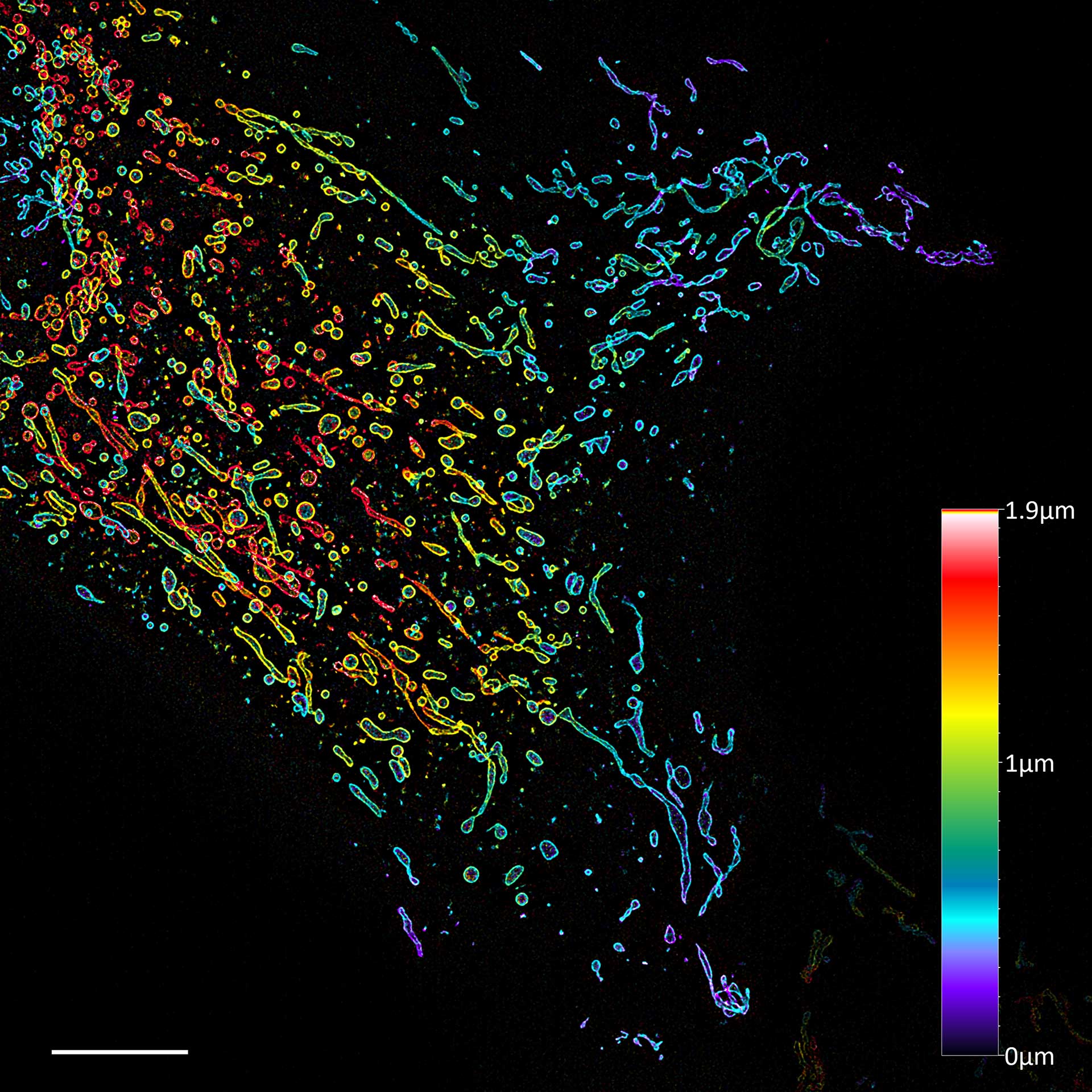 Célula U2OS que expresa Tomm20-mEmerald. La imagen muestra una proyección codificada por colores del conjunto de datos de volumen Lattice SIM². Objetivo: Plan-Apochromat 63×/1,4 aceite