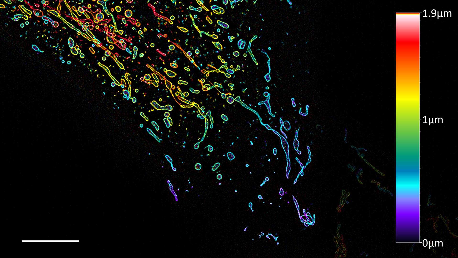 U2OS cell expressing Tomm20-mEmerald. Image shows a ­color-coded projection of the Lattice SIM² volume data set. Objective: Plan-Apochromat 63× / 1.4 Oil