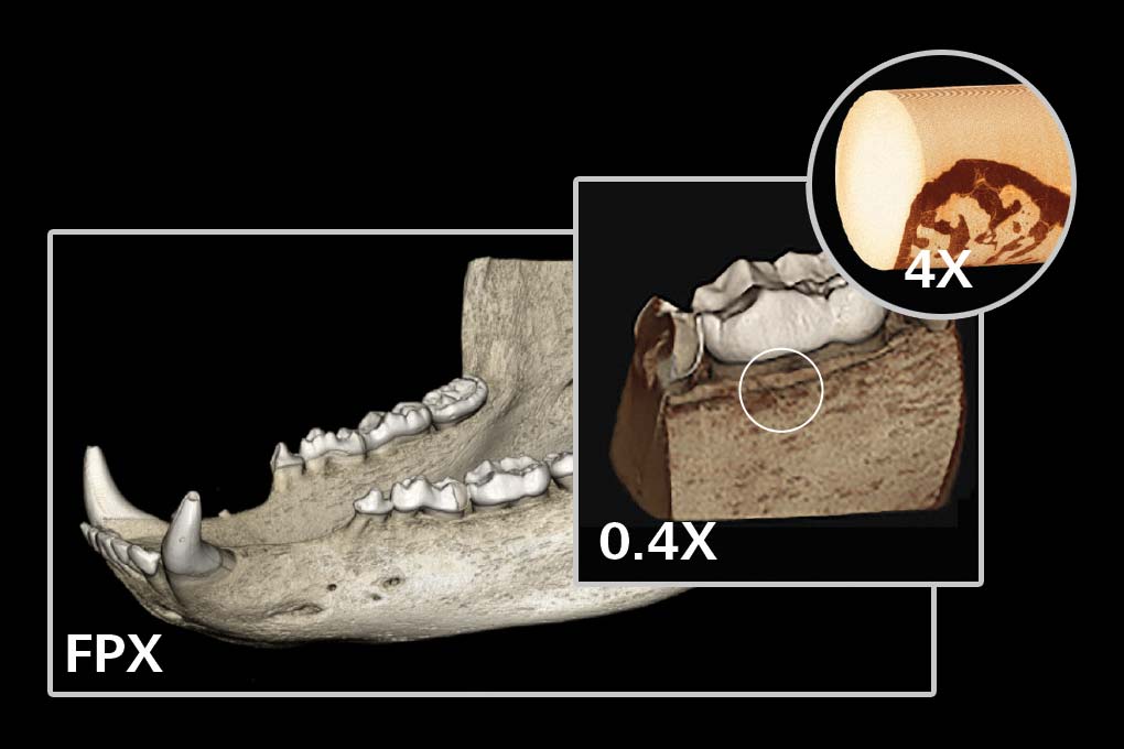 熊下颌（120 mm × 200 mm）从全颚成像到颚齿界面的微米级视图。使用蔡司平板探测器的µCT和进行宏观成像，以定位感兴趣界面，然后使用0.4X和4X物镜进行高分辨率成像。