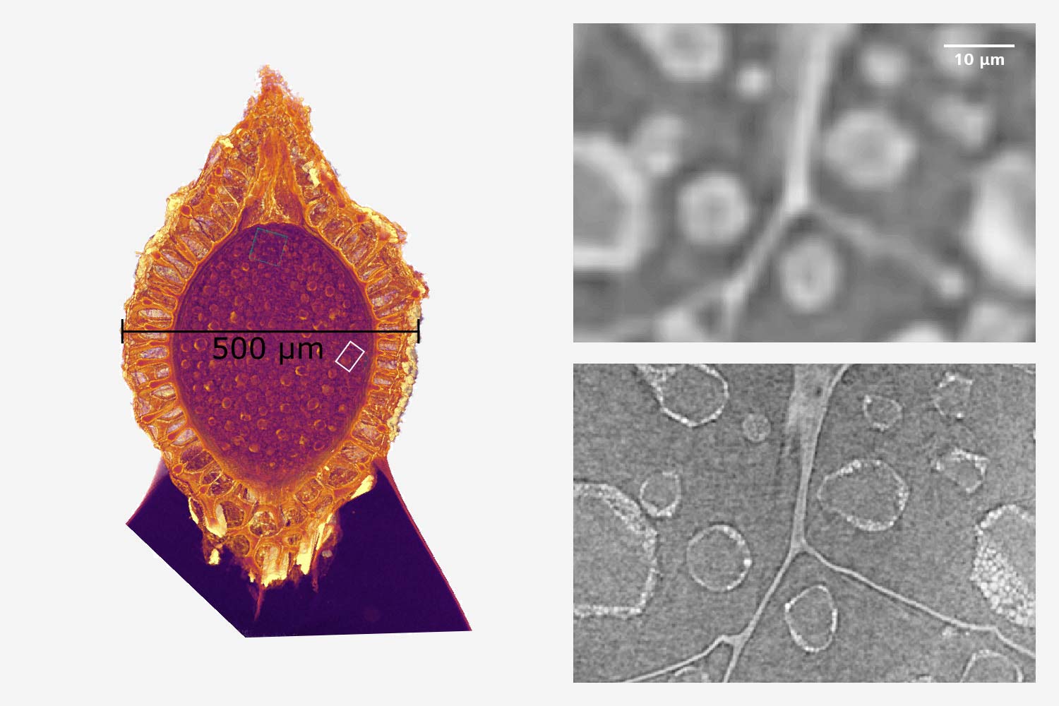 Ganzer Samen der Cyclanthus bipartitus