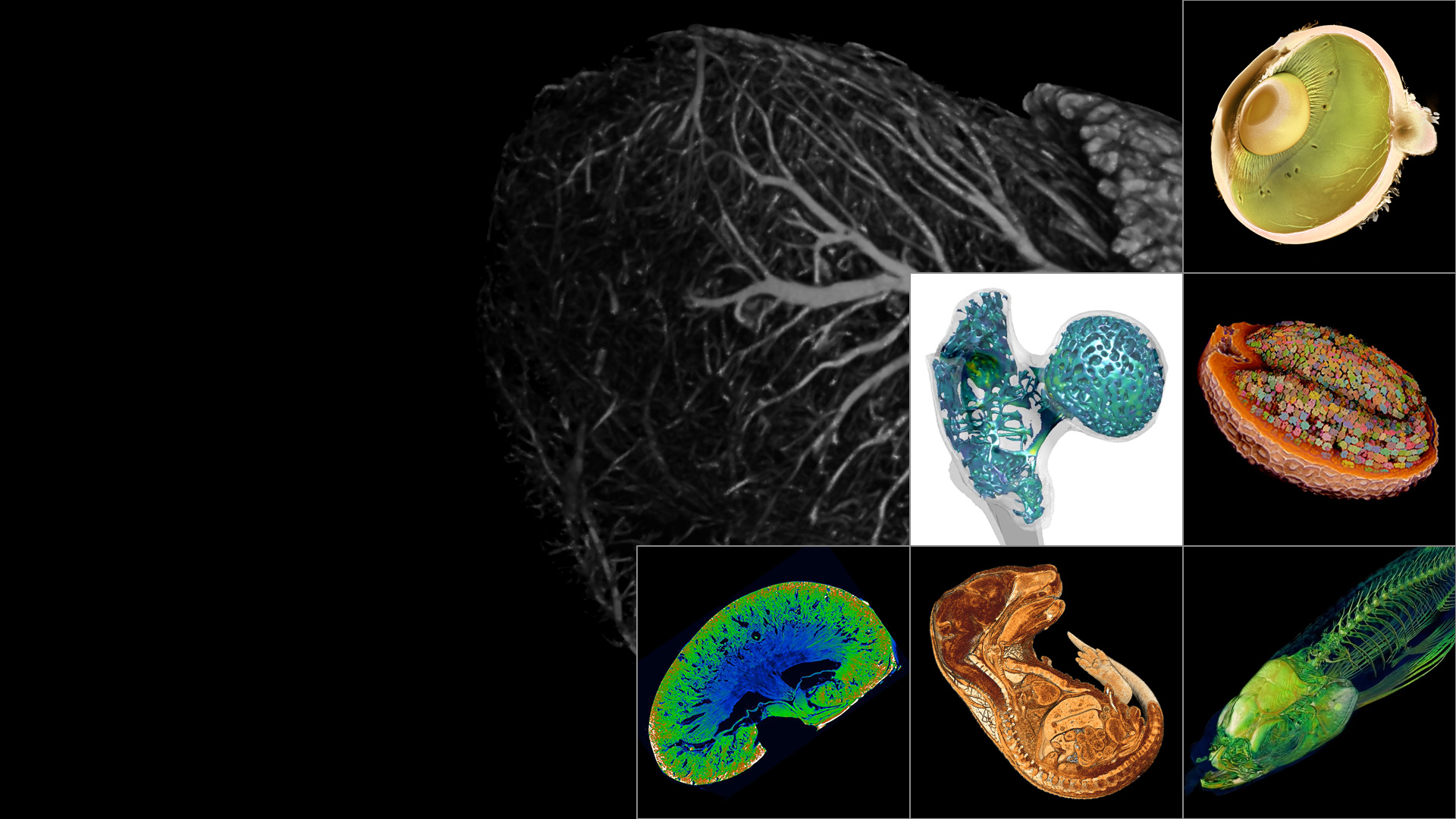 Visualize Internal Structures of Life Science Specimens​ - Non-destructive X-ray Imaging Solutions from Microns to Millimeters​