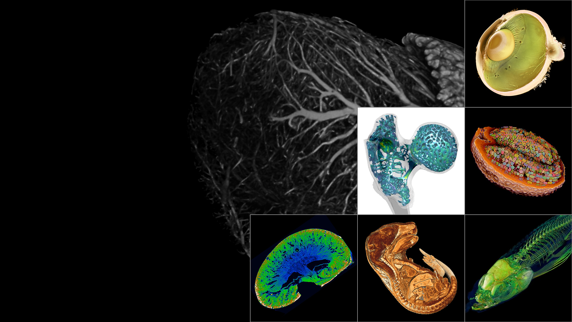 Visualice estructuras internas de muestras de ciencias de la vida: soluciones de captura de imágenes de rayos X no destructiva desde micrones hasta milímetros