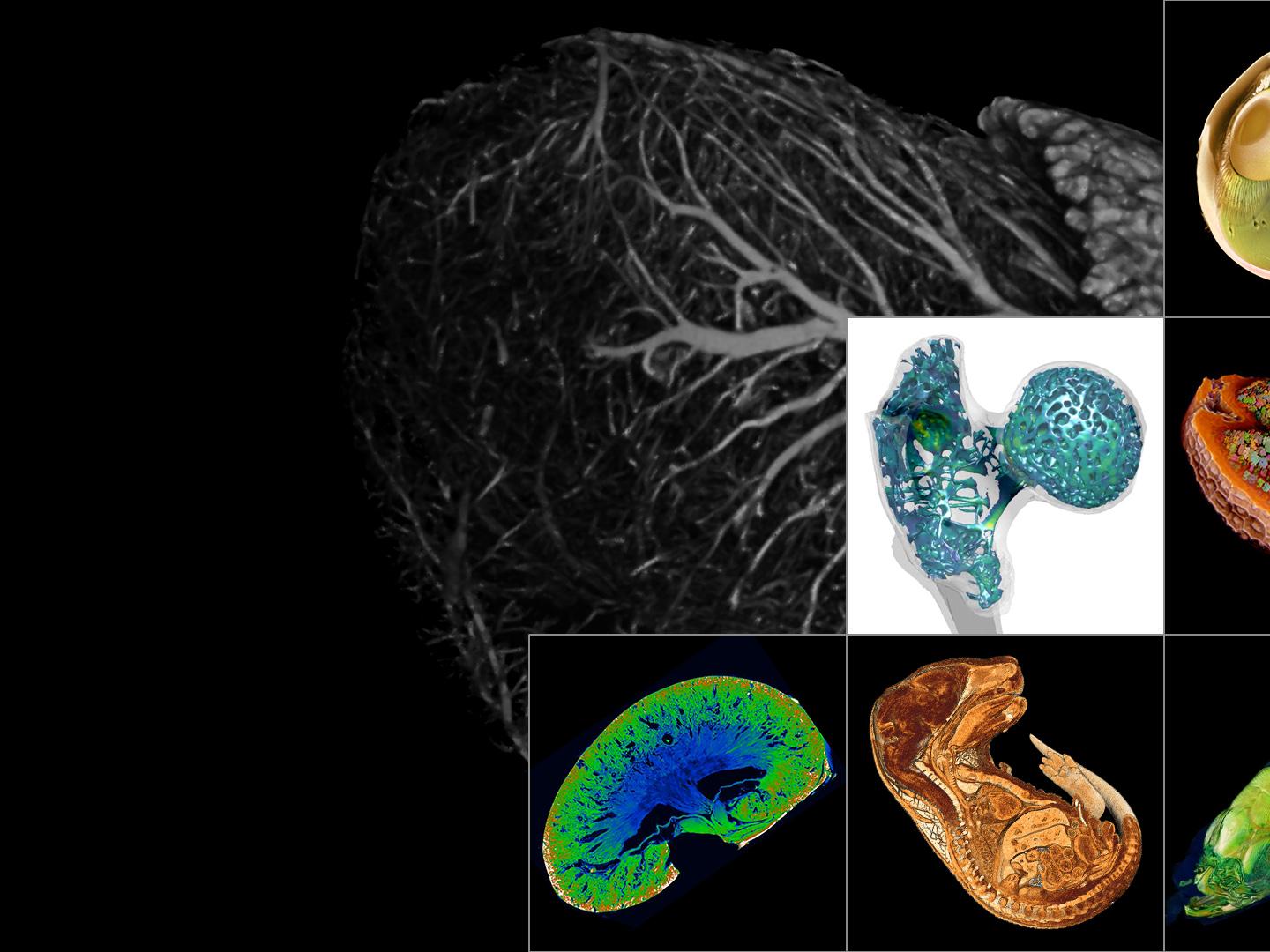 x-ray-microscopy-life-science.jpg