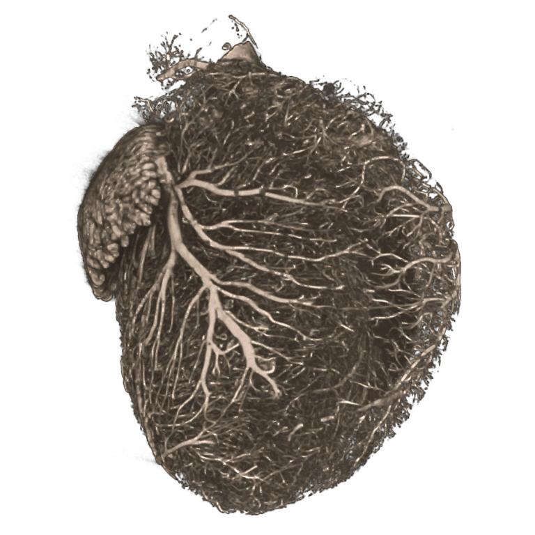 Revolutionize your imaging of soft tissue structure Biology Diagrams