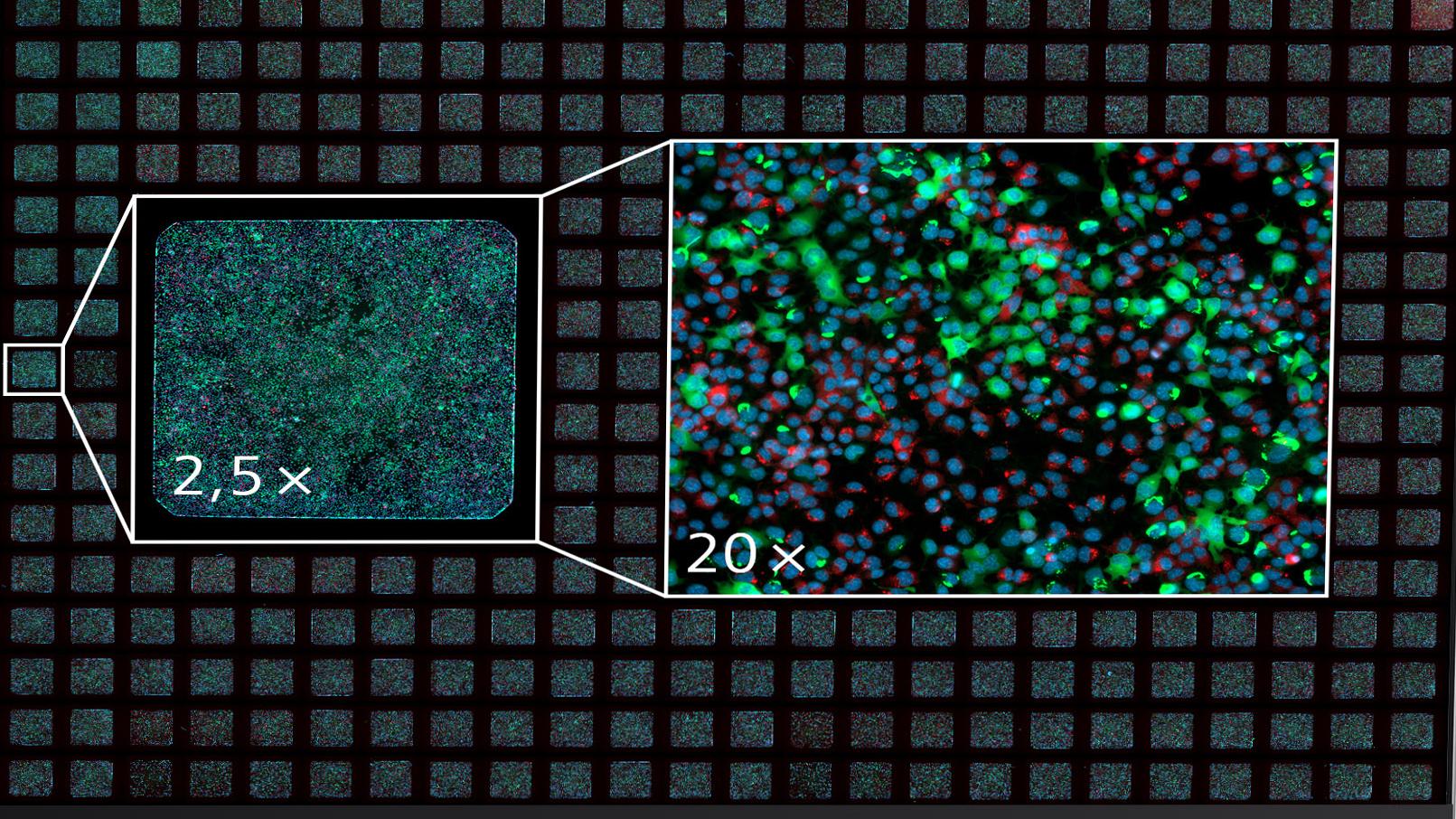 Lead Identification in Drug Discovery