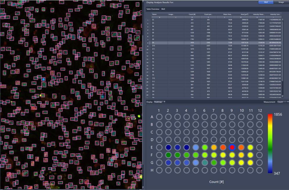 Automatic detection of fluorescently labelled cell nuclei in biological samples with ZEISS ZEN