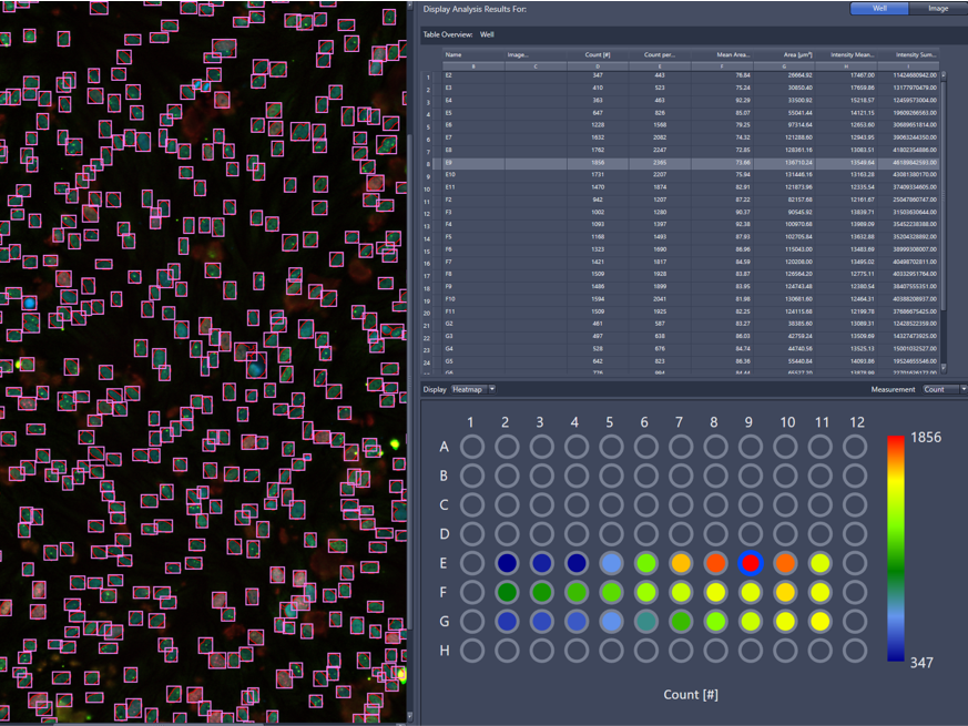 Automatic detection of fluorescently labelled cell nuclei in biological samples with ZEISS ZEN