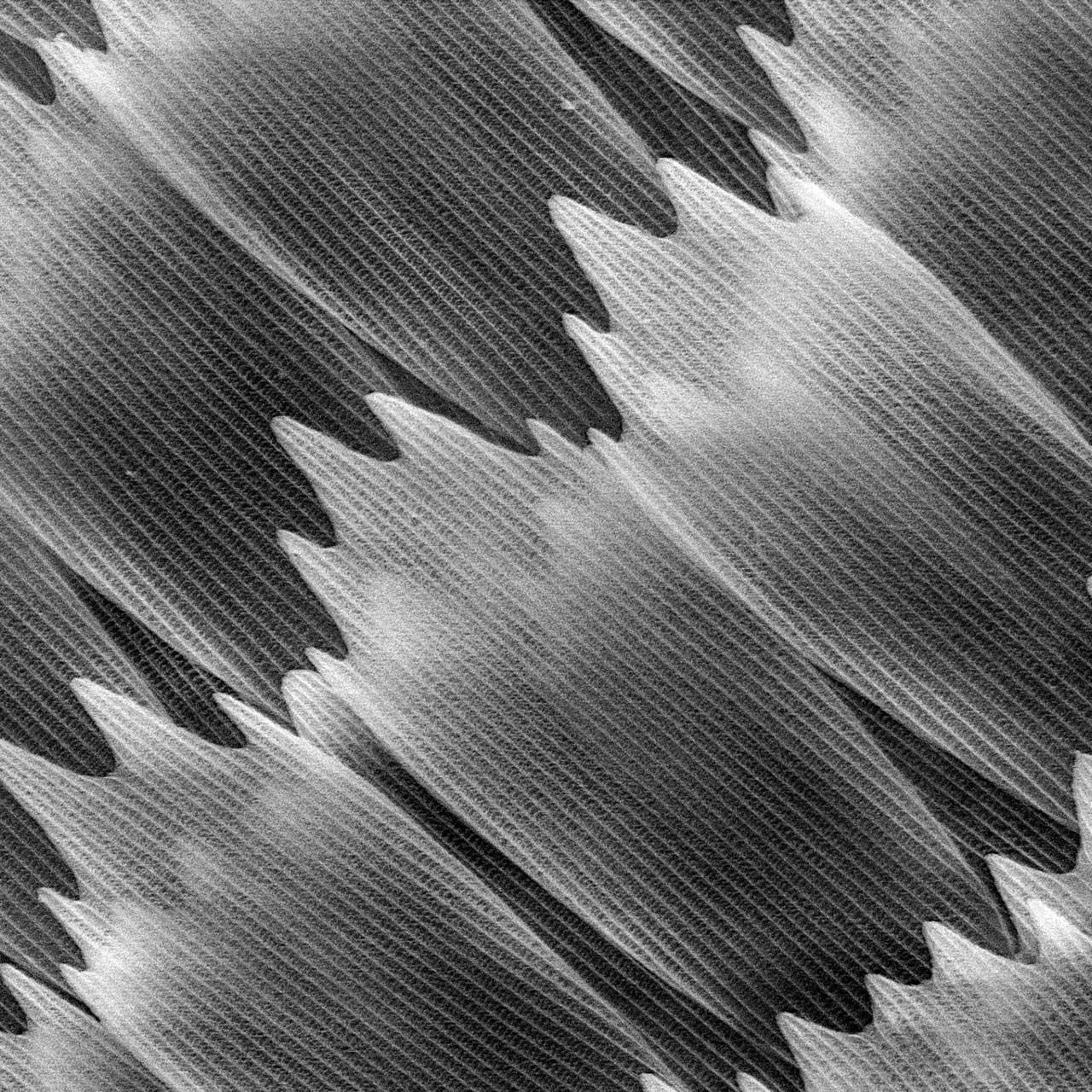 未施加喷镀的蝴蝶（红锯蛱蝶）翅膀上的鳞片，在可变压力模式下用扫描电子显微镜成像