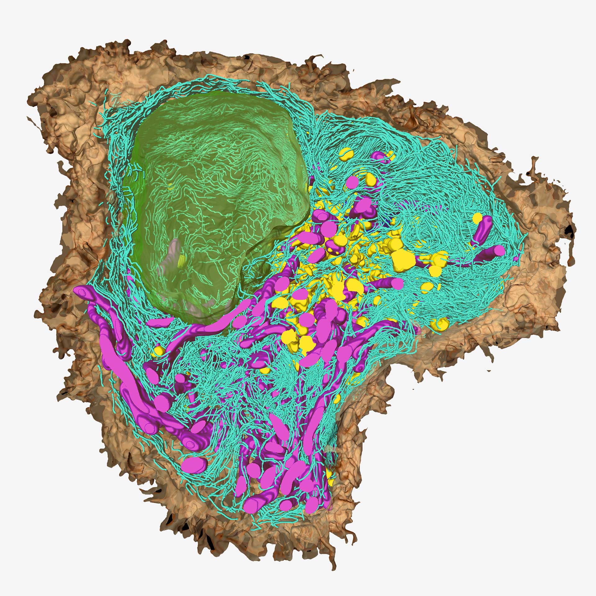 Captura de imágenes ultraestructurales a alta resolución: explore muestras biológicas con microscopía electrónica