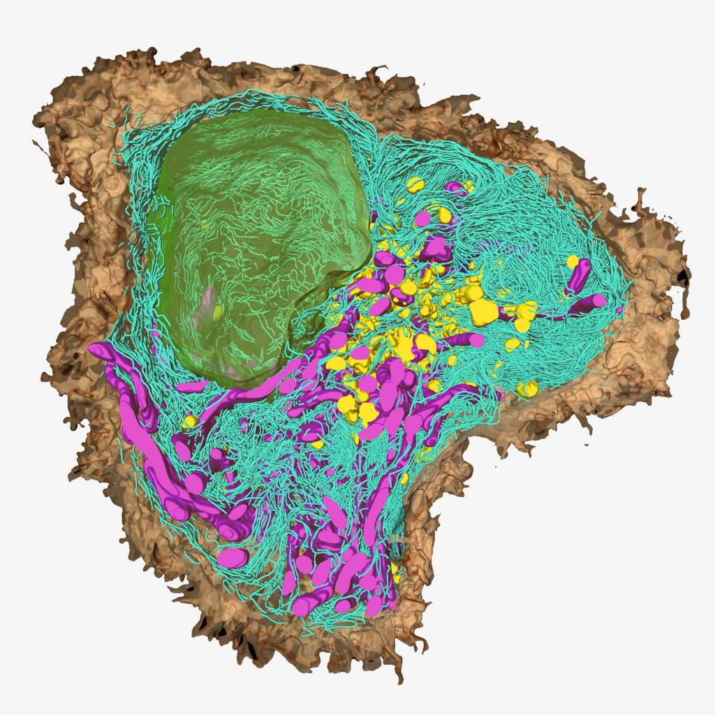 健康・医学 PCR/RT-PCRinsituLight&ElectronMicroscopy 健康・医学 PCR/RT-PCRinsituLight&ElectronMicroscopy iNtRON