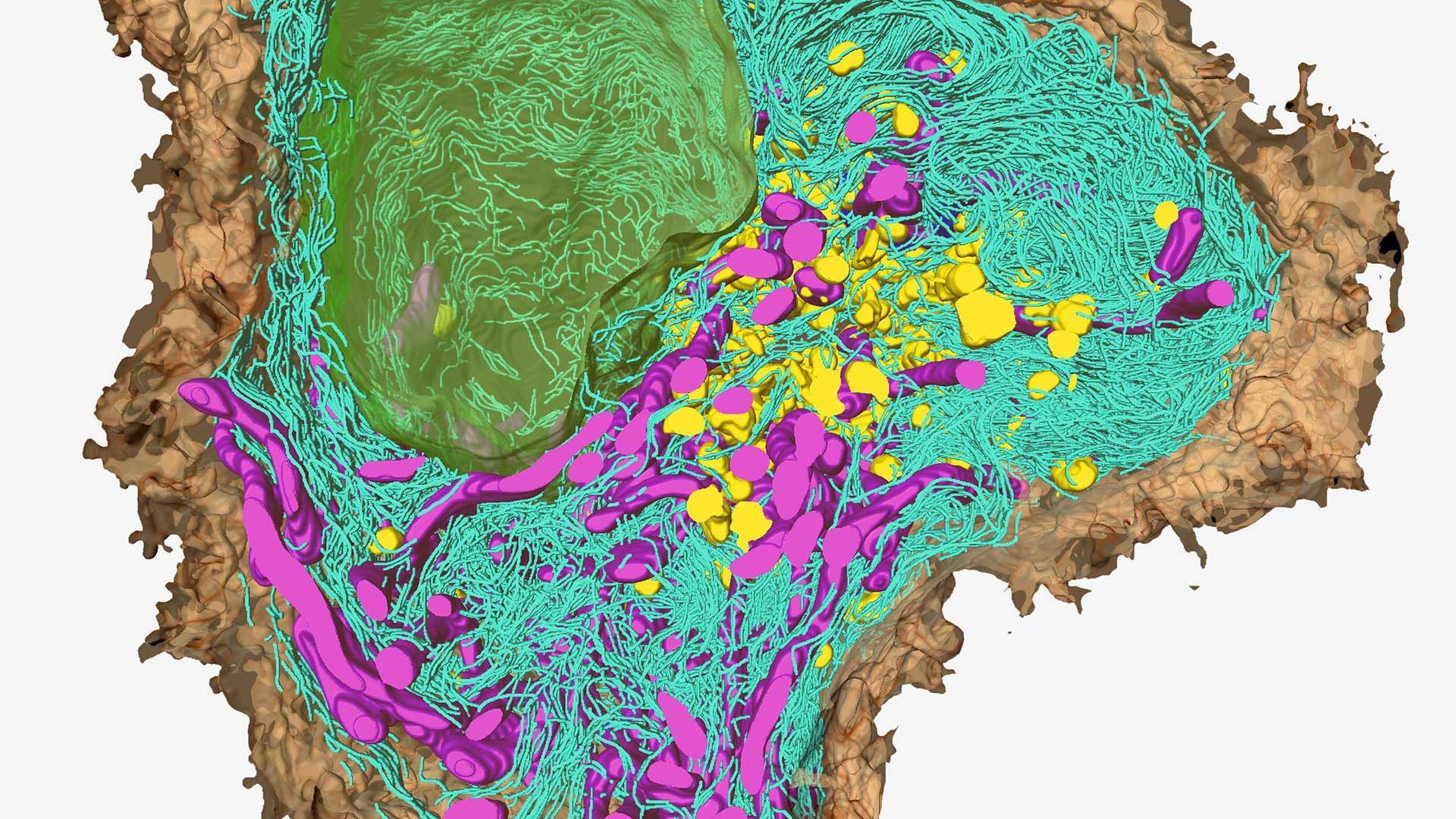 Ultrastructural Imaging of Biological Specimens