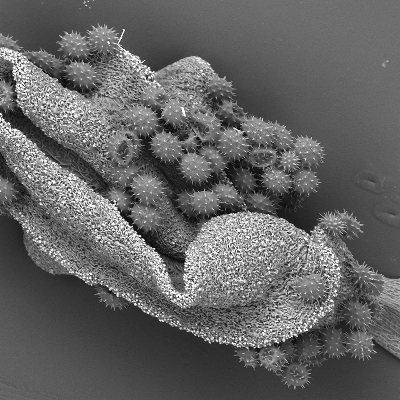 An einem Hibiskusblatt haftender Pollen, abgebildet mit Rasterelektronenmikroskop im druckvariablen Modus.
