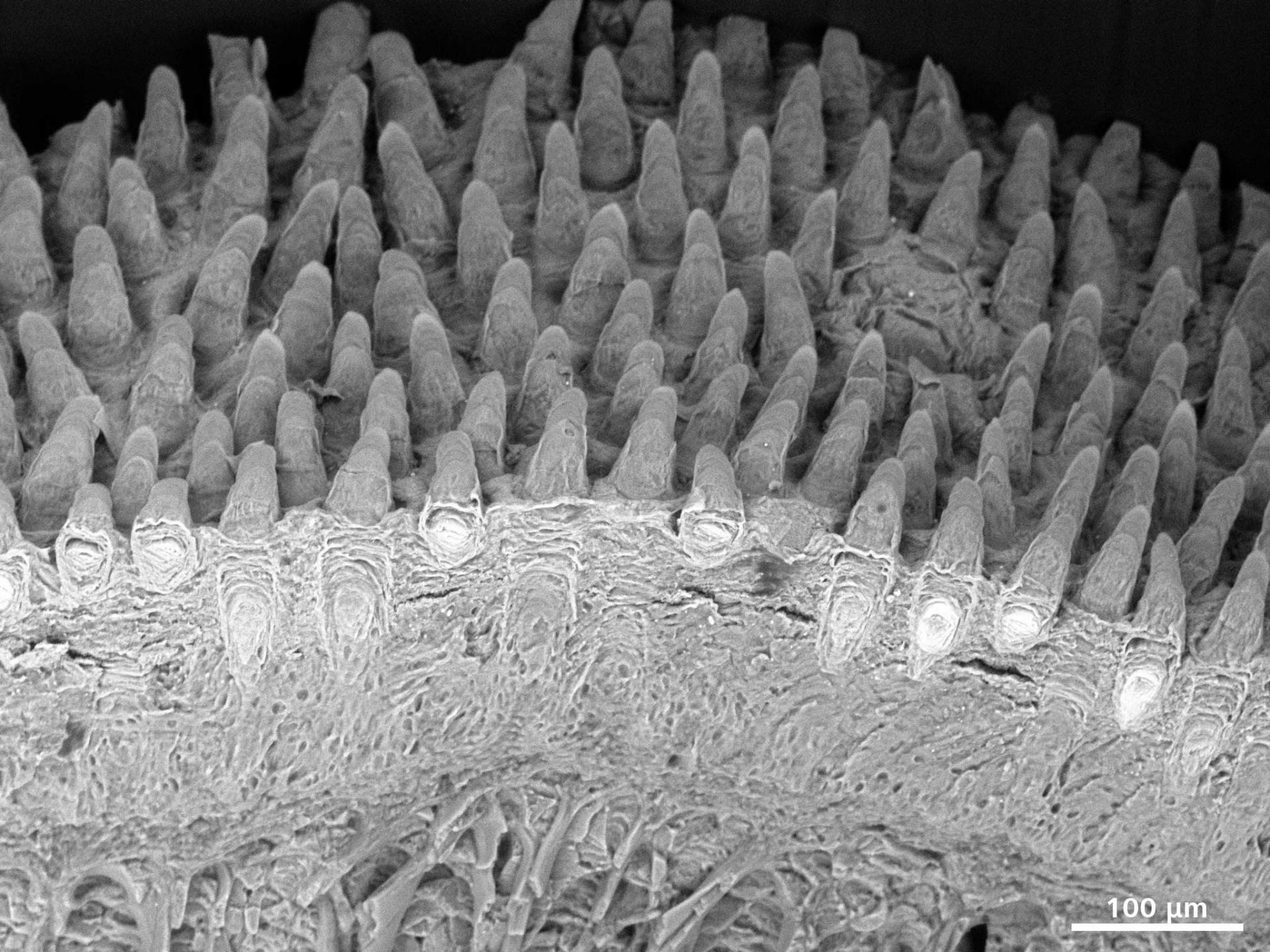 Coupe transversale d'une langue de souris capturée au microscope électronique à balayage en mode pression variable.