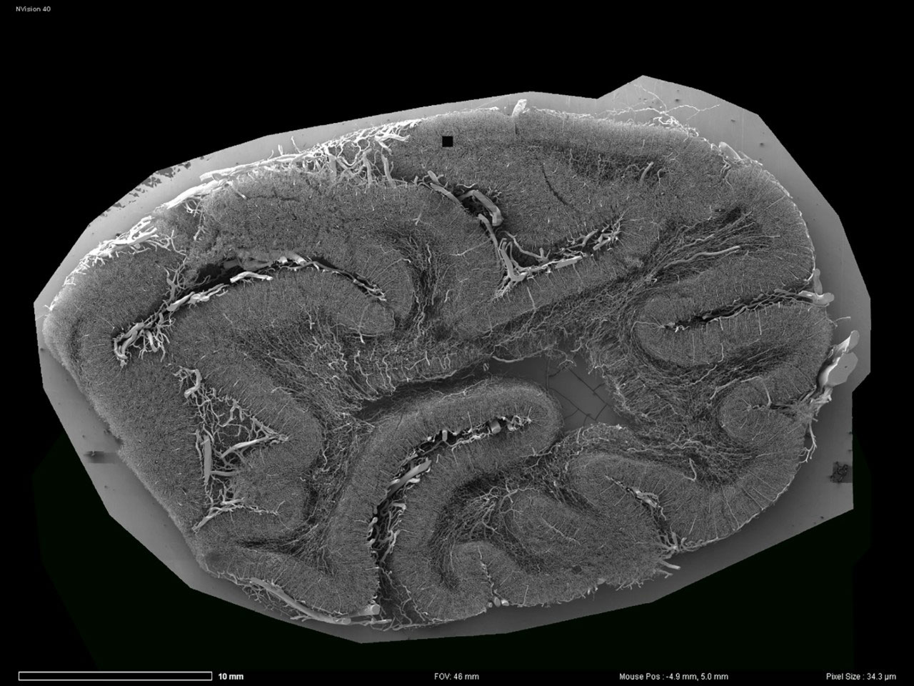 Overview image of monkey brain captured using AT.