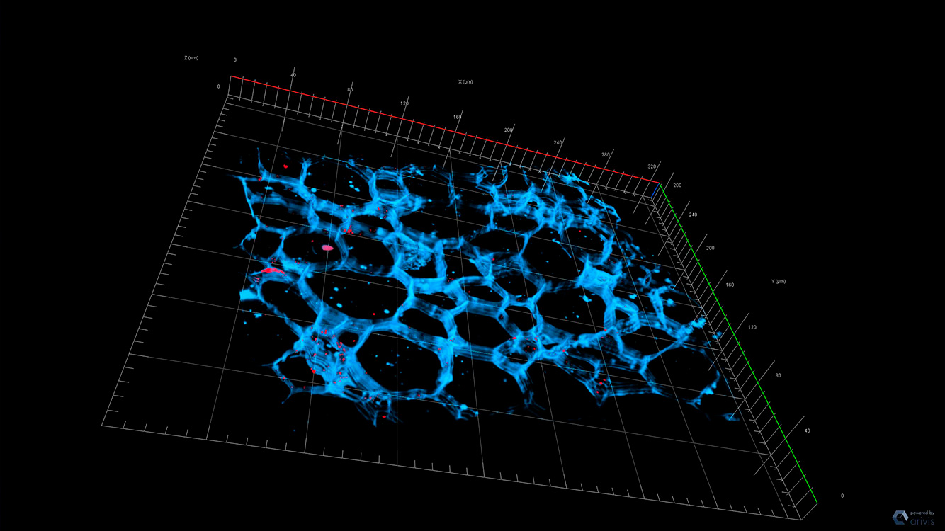 Root Nodules Showing the Distribution of Plasmodesmata