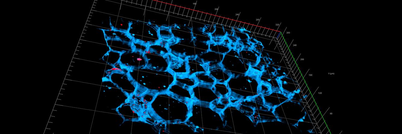 具有原生质丝分布的根瘤连续切片的3D重构。由美国特拉华州立大学的D. Sherrier、J. Caplan、E. Kmiec及S. Modla提供。