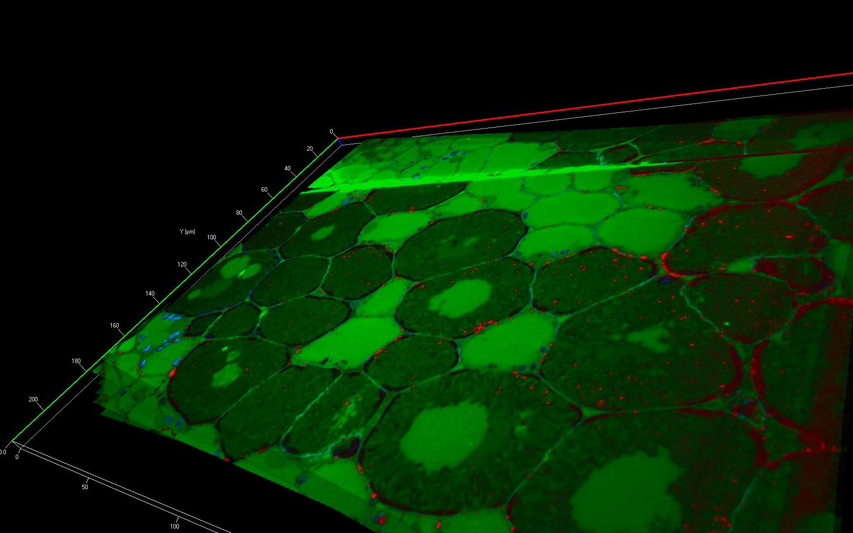 Root nodules showing the distribution of plasmodesmata